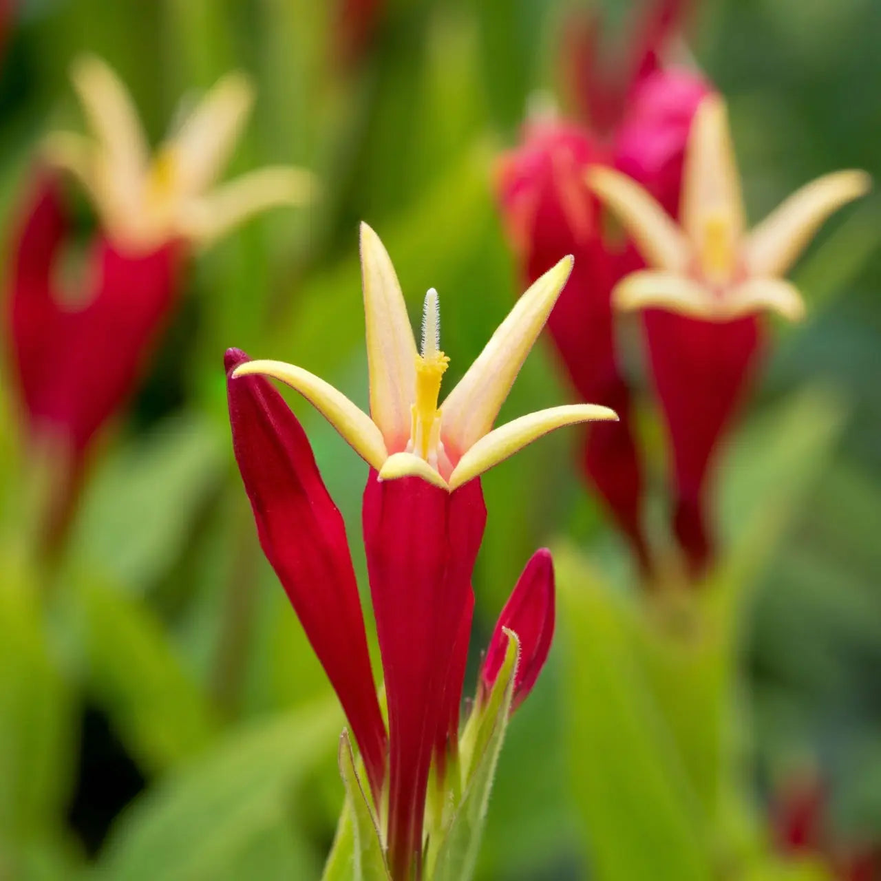 Vibrant Fire Pink star-shaped flower with red-yellow petals and fuzzy stamen