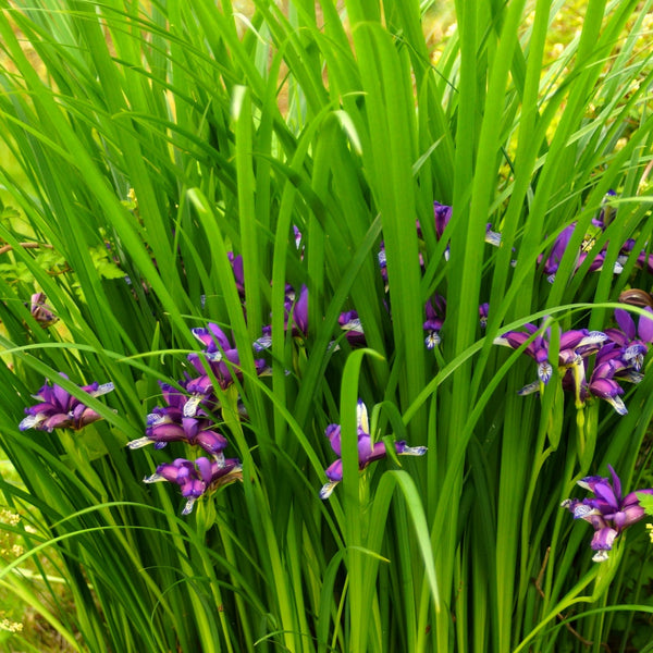 Iris Cristata Plants