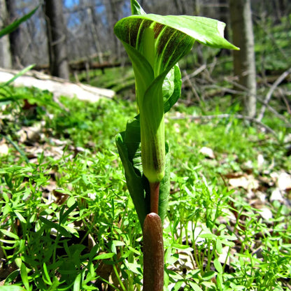 Vibrant Jack in the Pulpit arum lily with tall stem in forest clearing