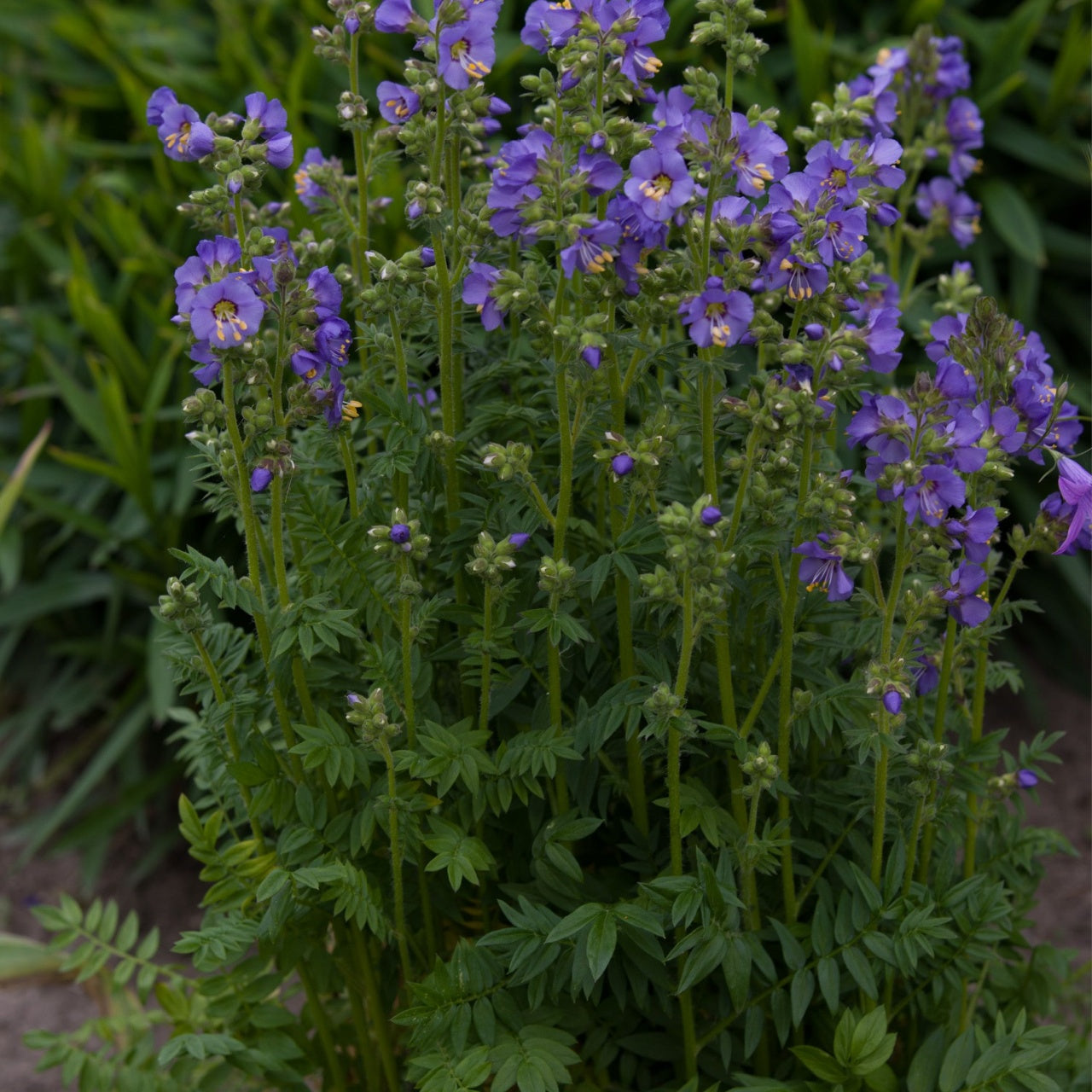 Jacob's Ladder