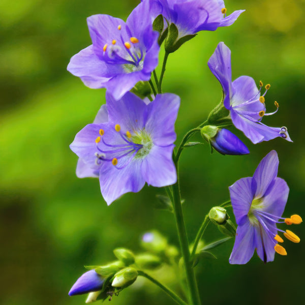 Jacob's Ladder Plant