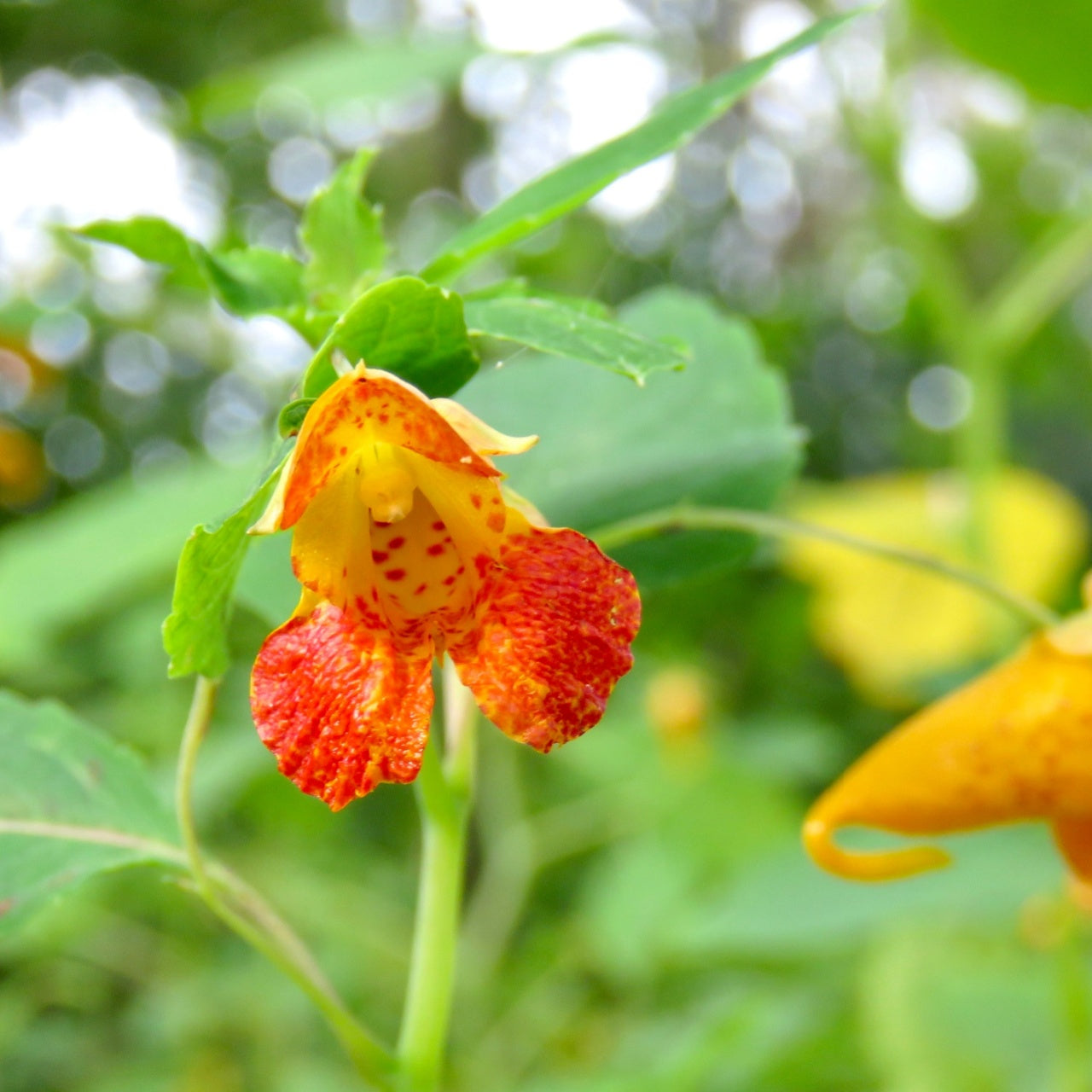 Jewelweed Plant