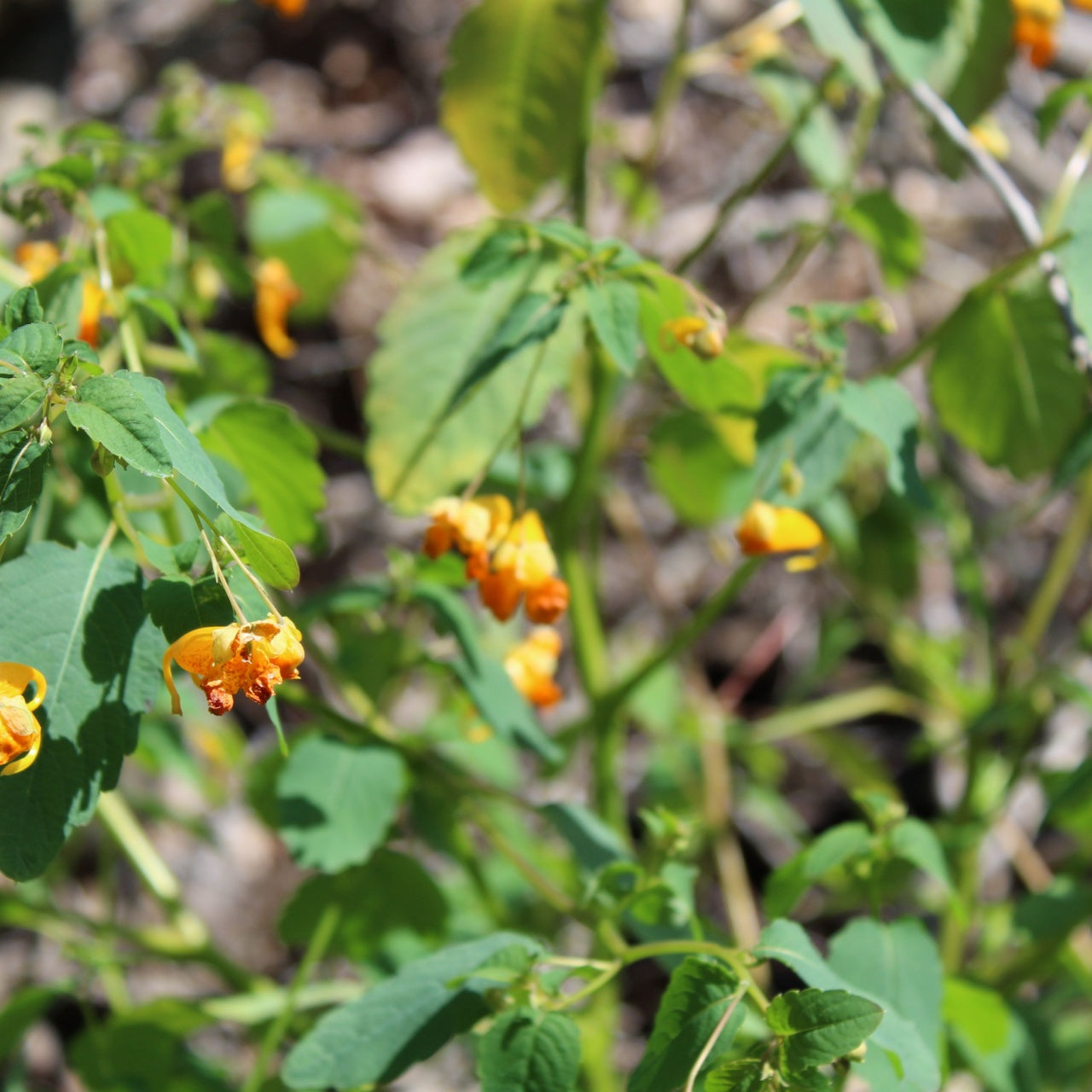 Jewelweed Plants