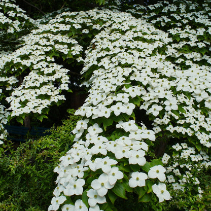 Kousa Dogwood