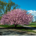Kwanzan Cherry tree in full pink blossom against blue sky and skyline