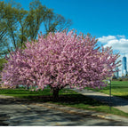 Kwanzan Cherry tree in full pink blossom against blue sky and skyline
