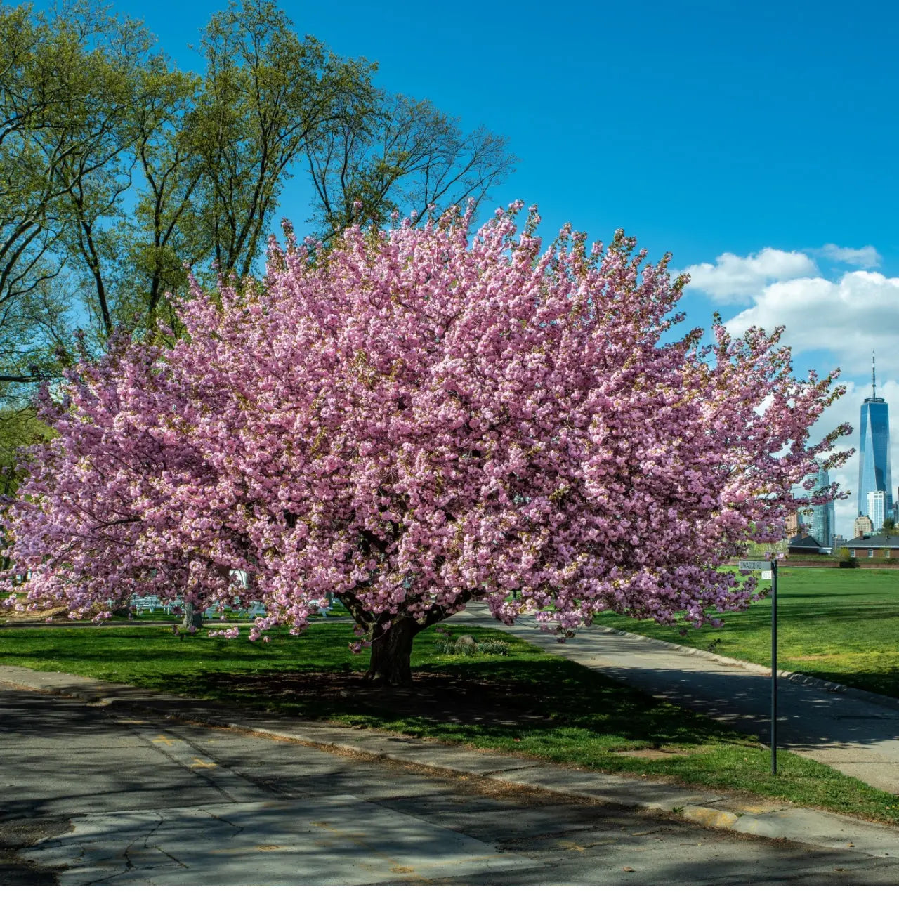 Kwanzan Cherry tree in full pink blossom against blue sky and skyline