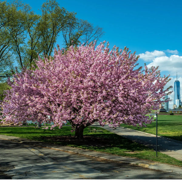 Kwanzan Cherry Tree for Spring Color | Tennessee Wholesale Nursery