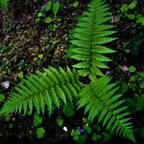 Lady Fern: vibrant green fronds with delicate serrated edges