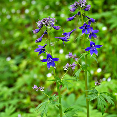 Larkspur Delphenium Plants