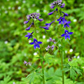 Vibrant Larkspur Delphinium plant with purple spurred flowers and green stems