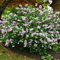 Lush Lilac Shrub bush with light purple flower clusters and green leaves