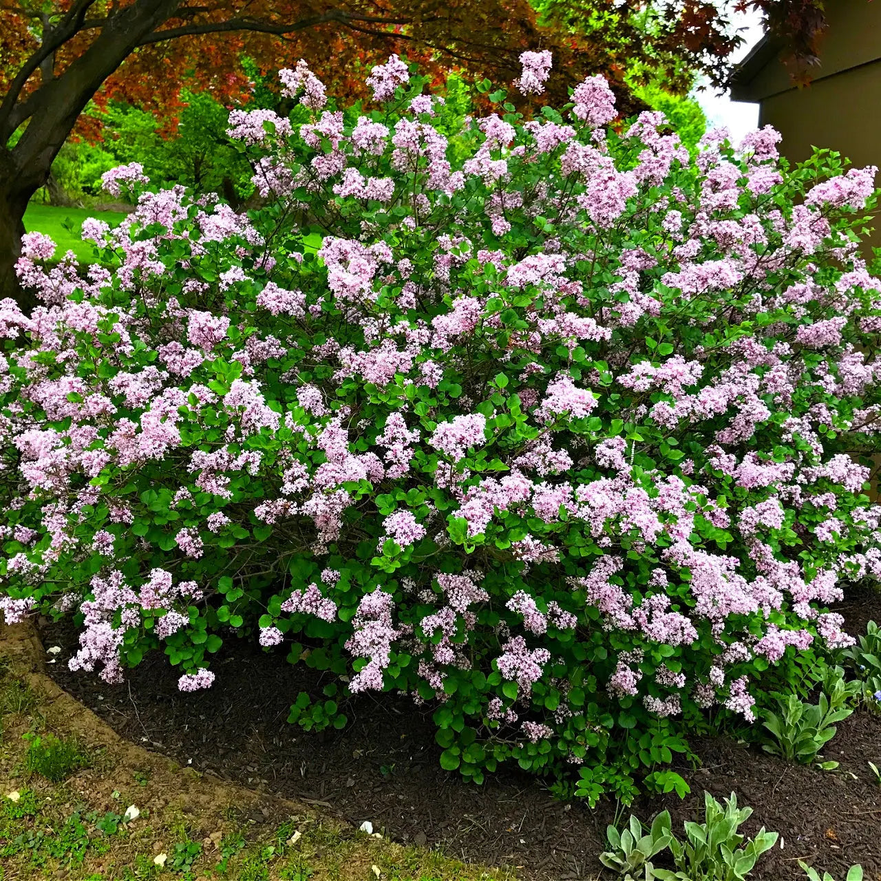 Lush Lilac Shrub bush with light purple flower clusters and green leaves