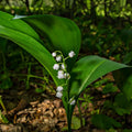 Lily of the Valley plant with delicate white flowers and green leaves