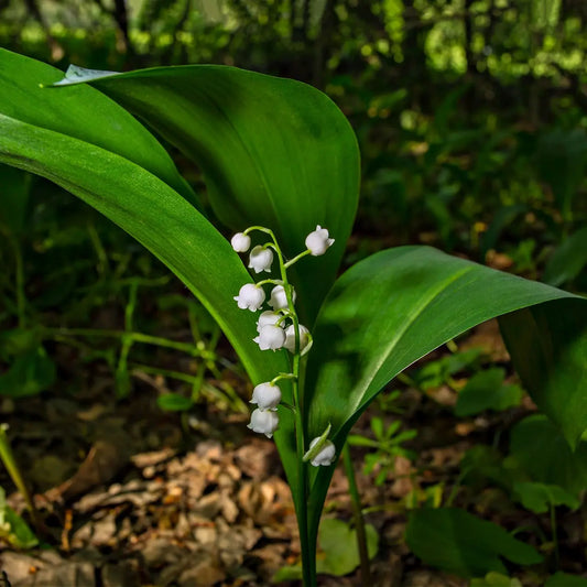 Lily of the Valley plant with delicate white flowers and green leaves