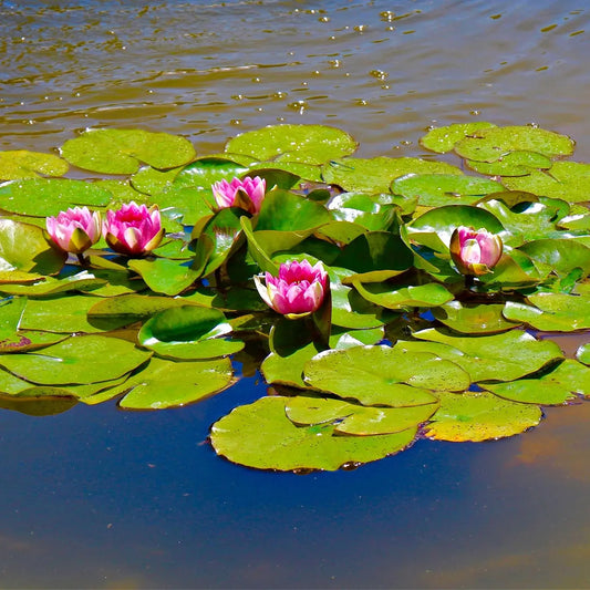Vibrant pink Water Lilies with delicate petals on lush green lily pads