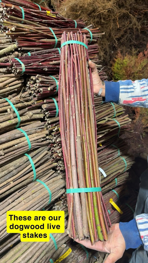 Silky Dogwood live stakes bundle with reddish-brown bark, green-yellow tips, teal bands