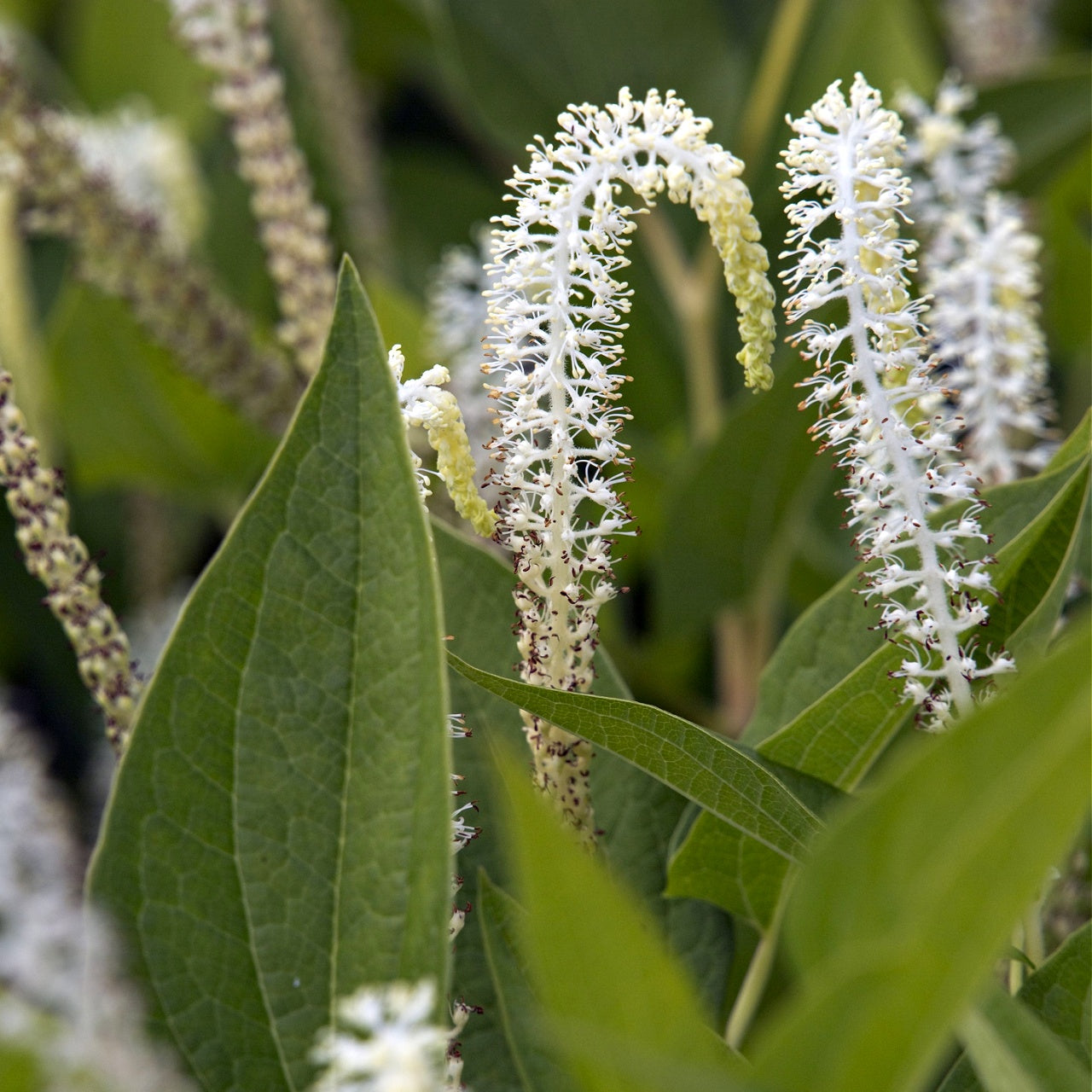 Lizard's Tail Plant