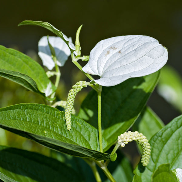 Lizard's Tail Plants