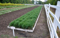 Loblolly pine seedlings in white wooden planter box with vibrant green grass-like plants