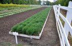 Loblolly pine seedlings in white wooden planter box with vibrant green grass-like plants