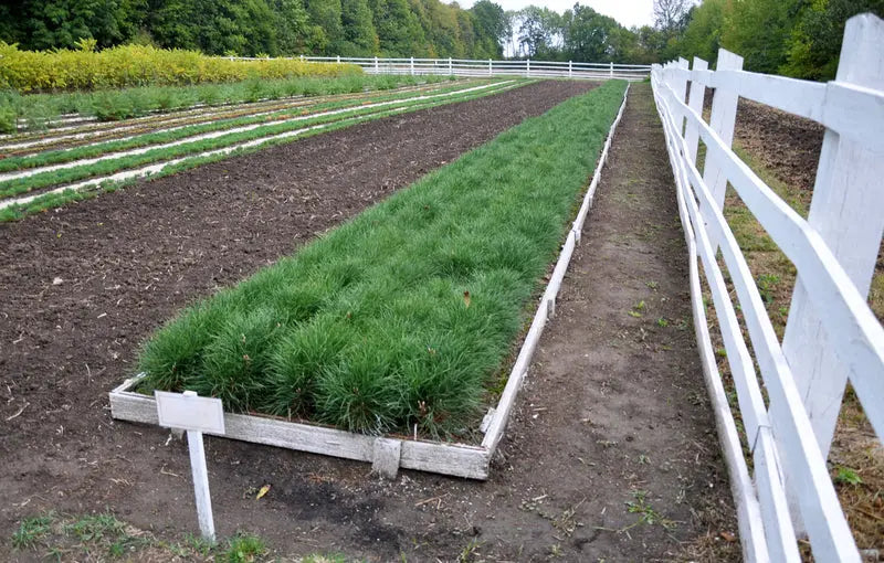 Loblolly pine seedlings in white wooden planter box with vibrant green grass-like plants