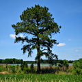 Loblolly pine tree with dense green needles and brown trunk against blue sky