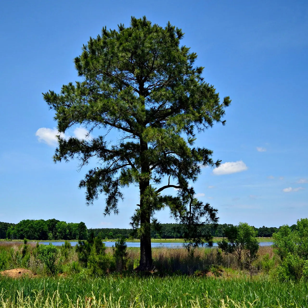 Tall loblolly pine tree with dense green needles against blue sky