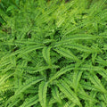 Lush maidenhair fern fronds with vibrant green feathery leaves and dark veins