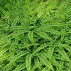 Lush maidenhair fern fronds with vibrant green feathery leaves and dark veins