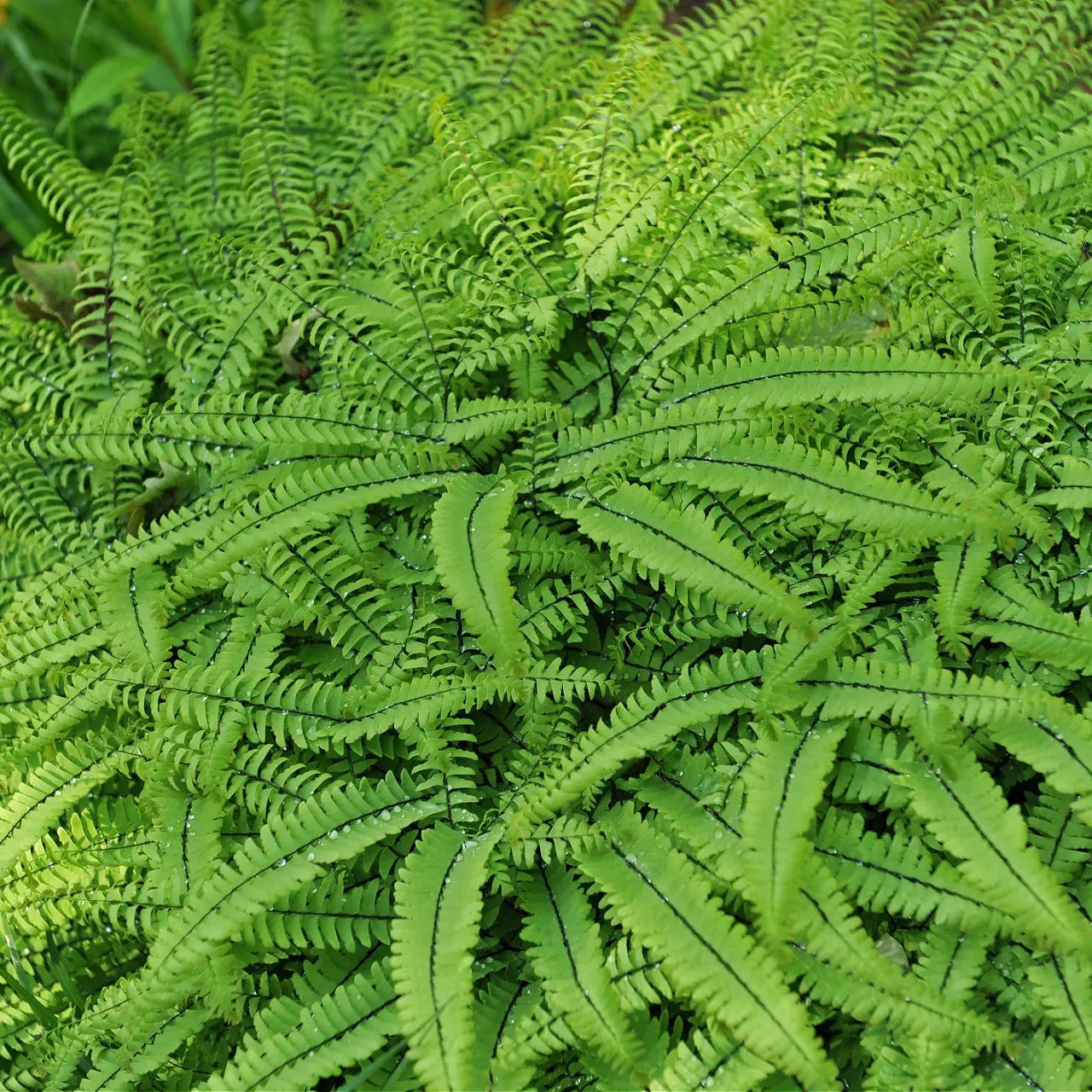 Lush maidenhair fern fronds with vibrant green feathery leaves and dark veins