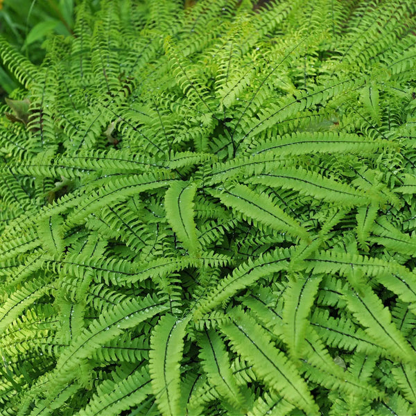 Lush maidenhair fern fronds with vibrant green feathery leaves and dark veins