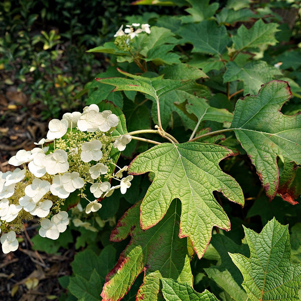 Maple Leaf Viburnum Shrub