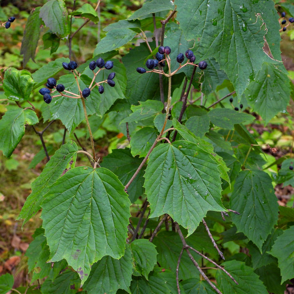 Maple Leaf Viburnum Shrubs