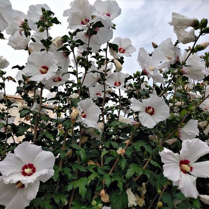 Marsh Hibiscus Plant