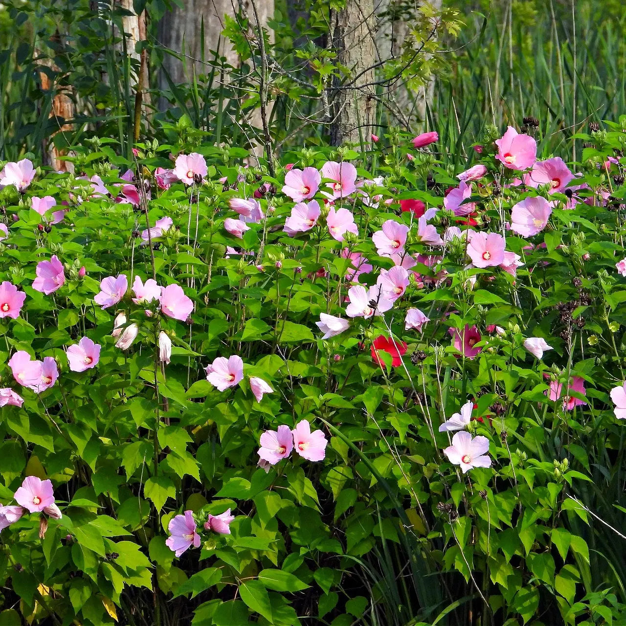 Vibrant Marsh Hibiscus Plant with pink and white flowers and green foliage