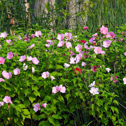 Vibrant Marsh Hibiscus Plant with pink and white flowers and green foliage