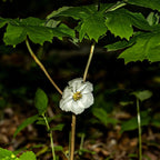 May apple plant delicate white flower with ruffled petals yellow center under green leaves
