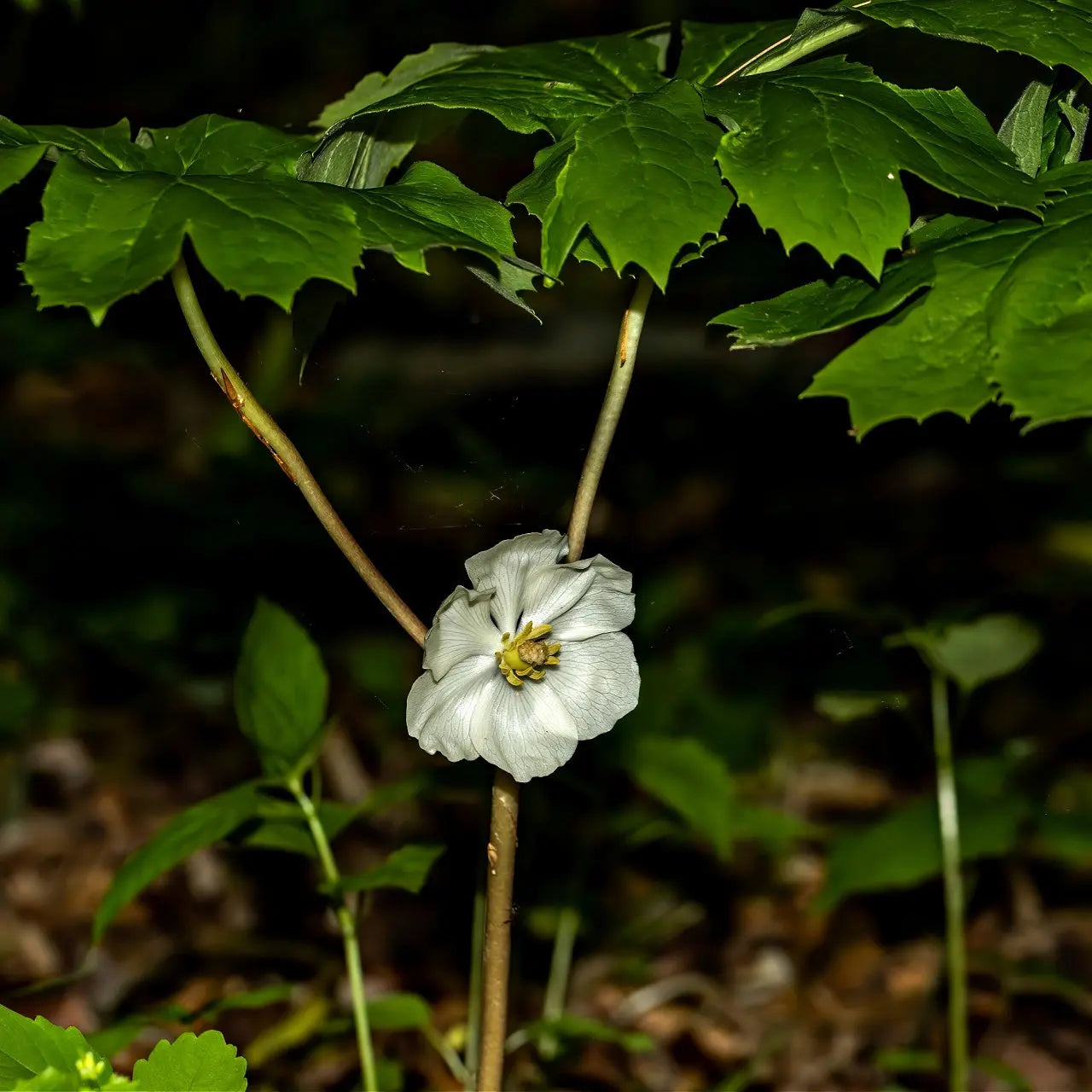 May apple plant delicate white flower with ruffled petals yellow center under green leaves