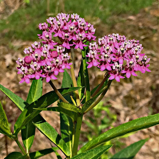 Vibrant pink Milkweed Plant flowers with star-shaped petals and dark centers
