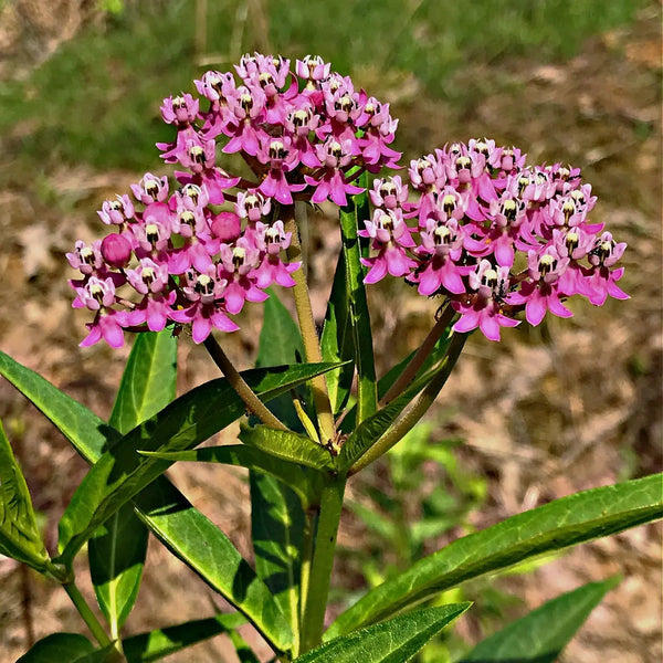 potted milkweed plants for sale Milkweed Plant