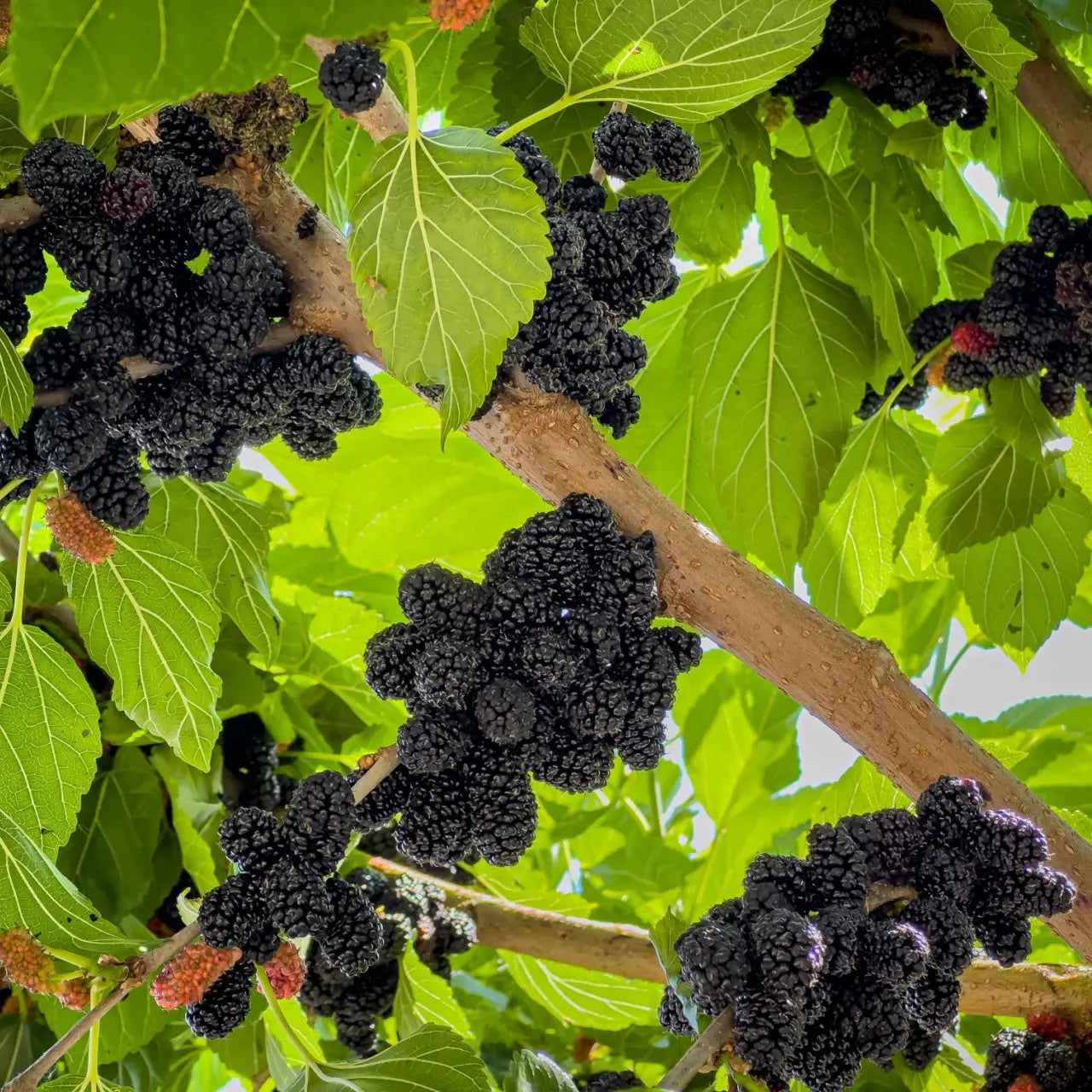 Ripe dark purple mulberry clusters on Mulberry Tree branch with green leaves