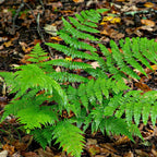 Vibrant New York fern with feathery fronds on fallen leaves
