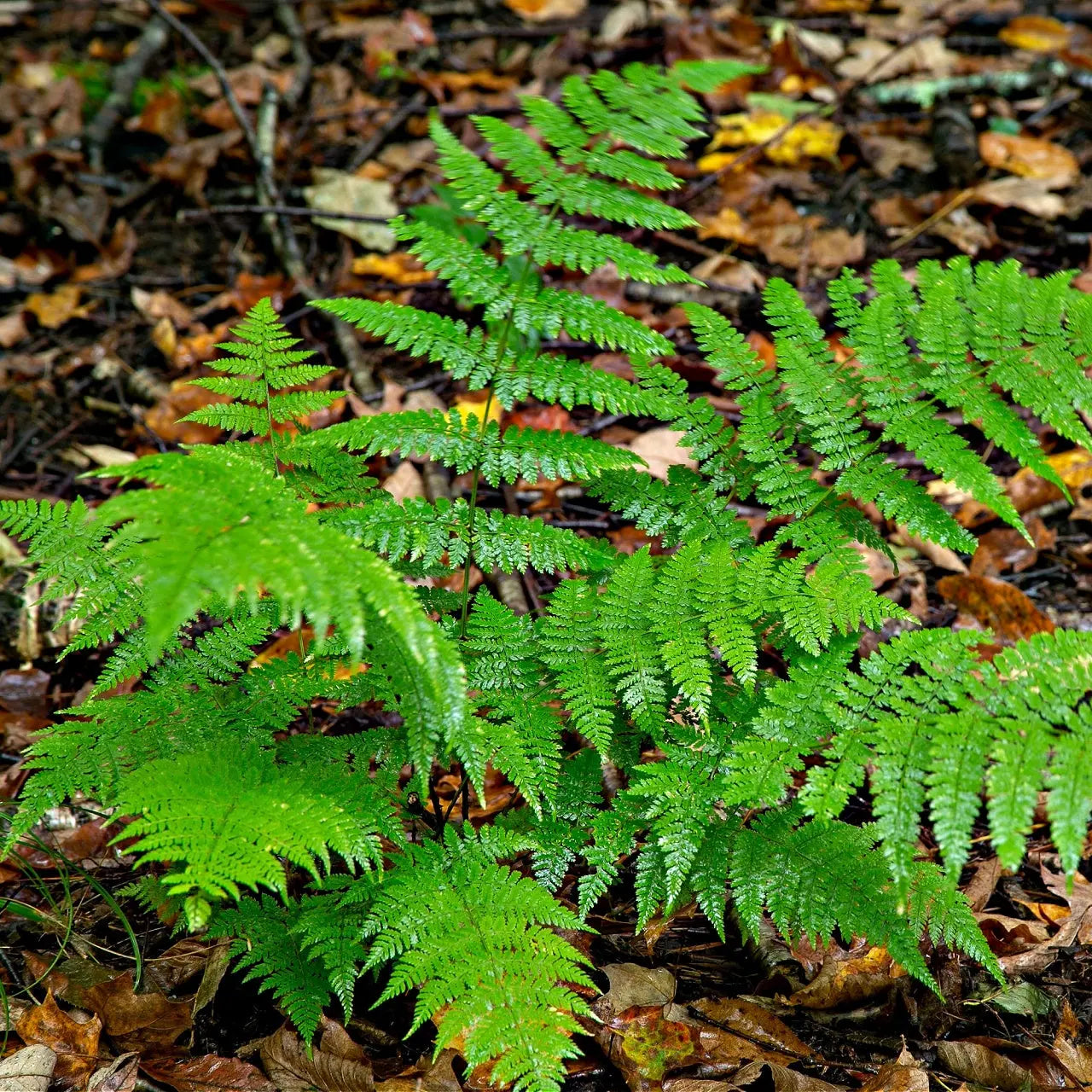 Vibrant New York fern with feathery fronds on fallen leaves
