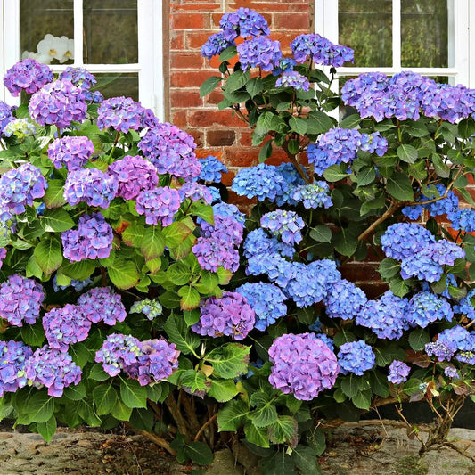 Nikko Blue hydrangea shrub with vibrant purple blue blooms