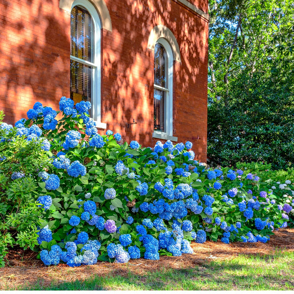 Nikko Blue Hydrangea Plants