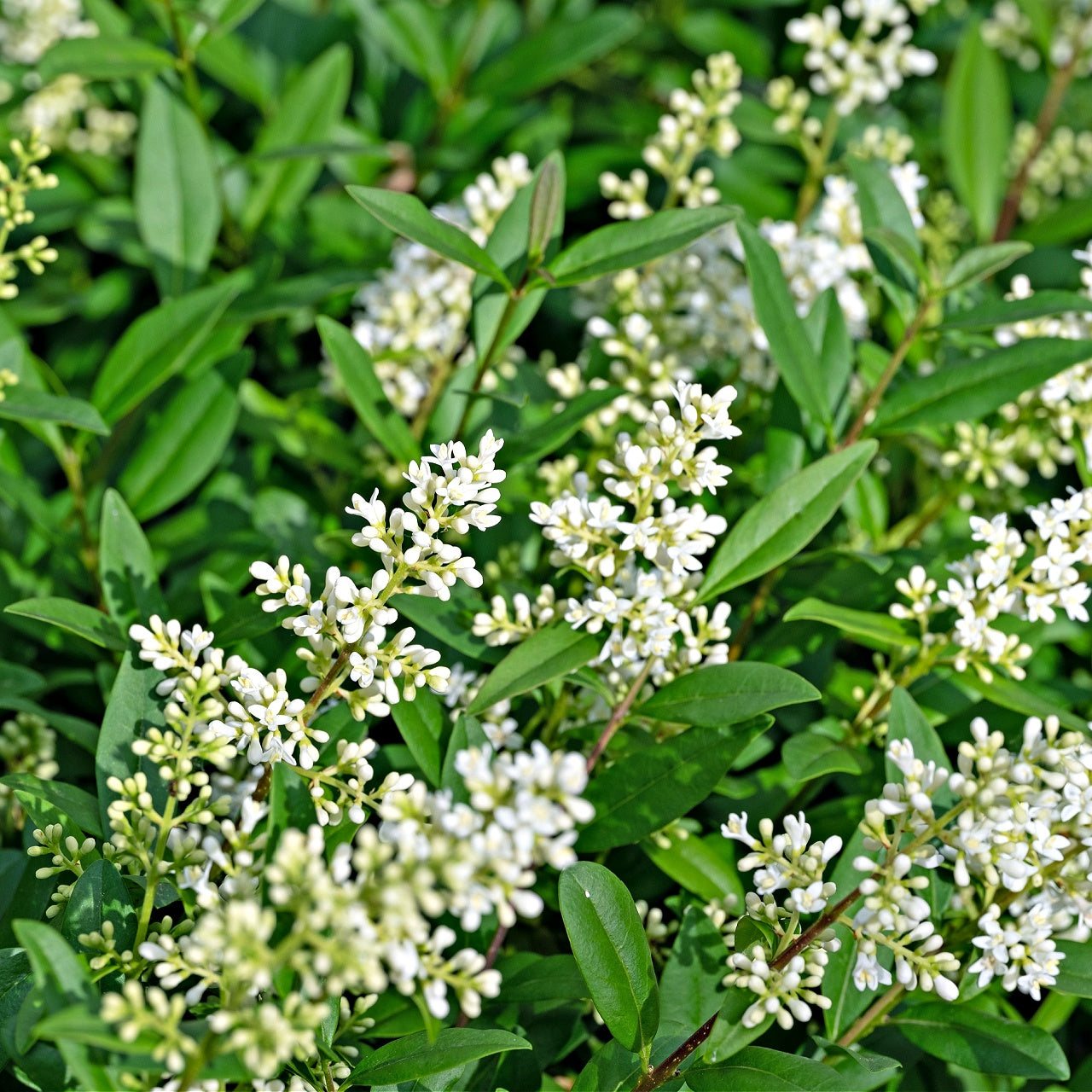 Northern Privet Shrub