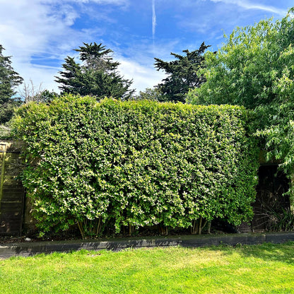 Northern Privet Shrubs