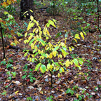 Young Northern Spice Bush tree with vibrant yellow green leaves in forest