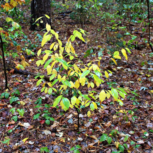 Young Northern Spice Bush tree with vibrant yellow green leaves in forest